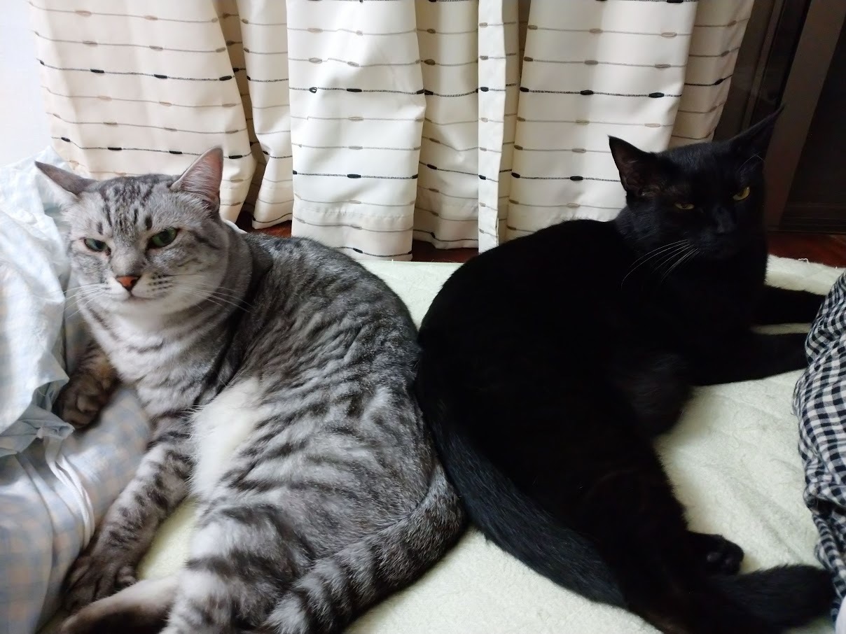 猫さんが布団に入ってくる季節になりました_f0197985_10184961.jpg