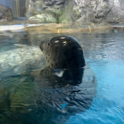 暴風雨のなか 久しぶりの水族館に 大興奮で目が乾く_a0134394_05441392.jpeg