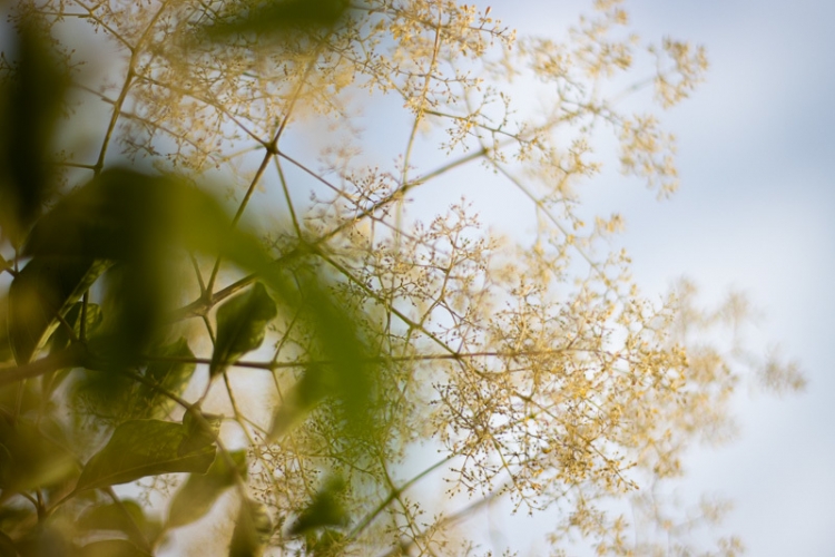 Adobe Camera Rawとcanon Cr3 X T1やあれこれ