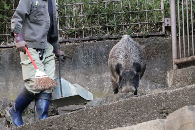 閉園間際のニホンイノシシ「クロマメ」とヤクシカの赤ちゃん（多摩動物公園 November 2019）_b0355317_21242002.jpg