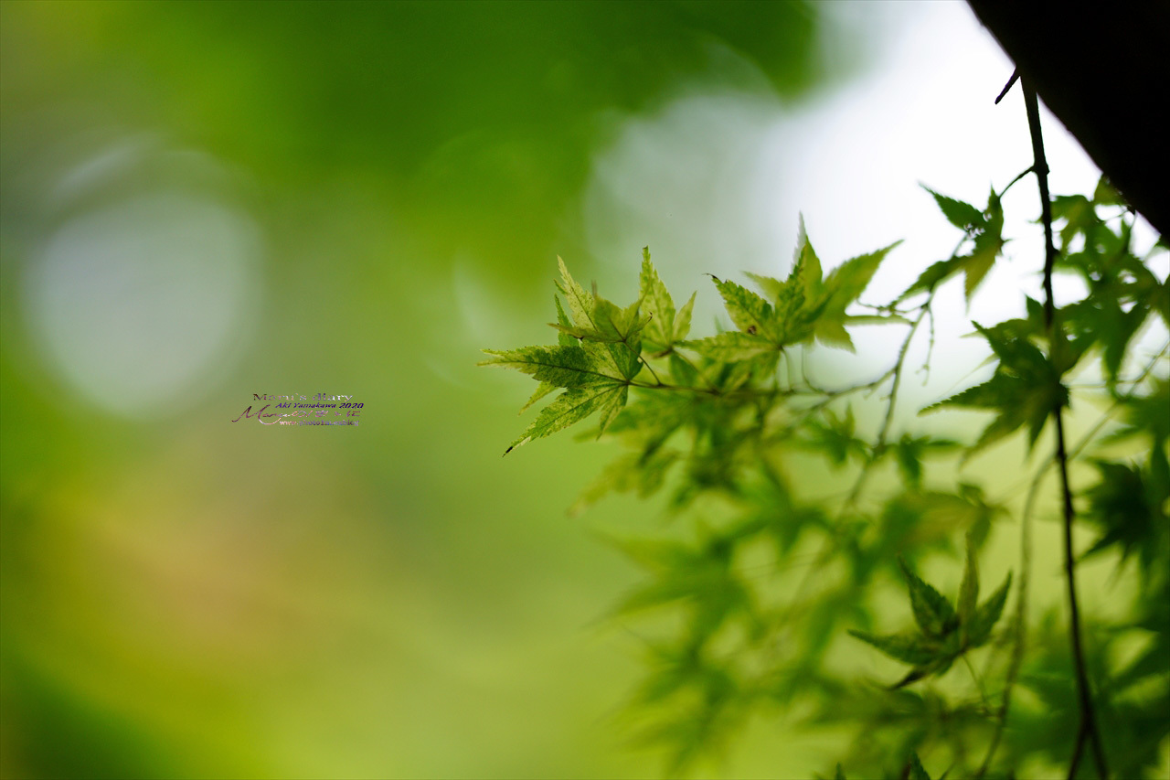 まゝに/9月の散策 武蔵丘陵森林公園 2_d0342426_17433753.jpg