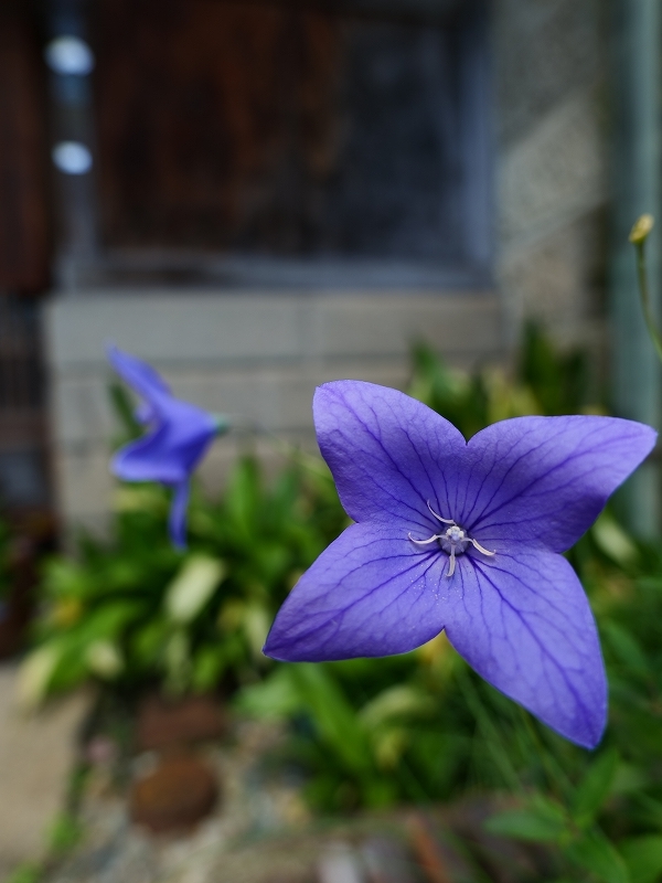 LUMIX S5+LUMIX20-60mm1本勝負 栃木の旅 その1_f0050534_22204419.jpg