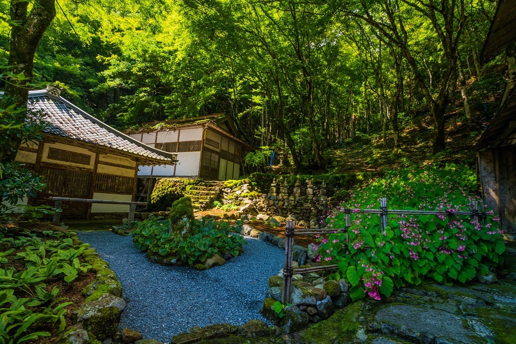 古知谷阿弥陀寺～秋海棠_e0363038_17593771.jpg