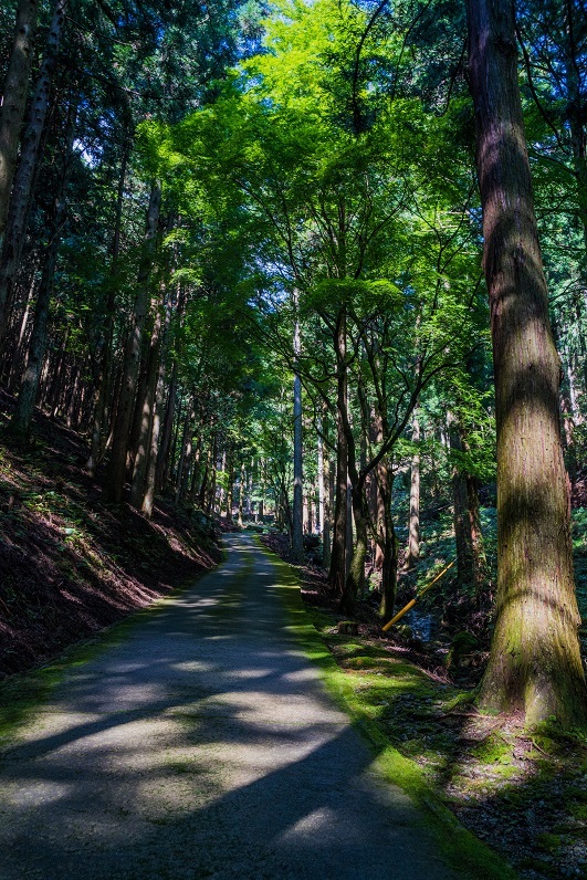 古知谷阿弥陀寺～秋海棠_e0363038_17594292.jpg