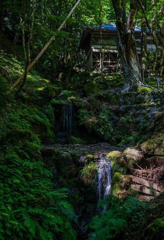 古知谷阿弥陀寺~秋海棠_e0363038_17594761.jpg