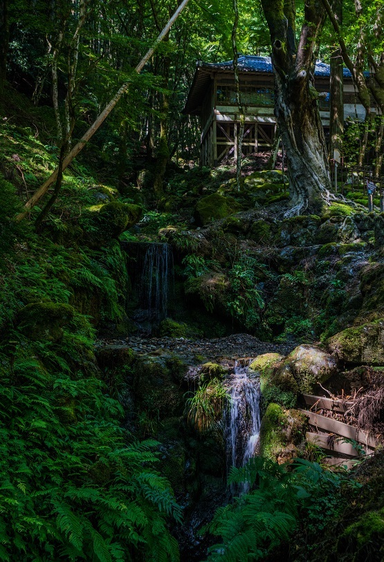 古知谷阿弥陀寺～秋海棠_e0363038_17594761.jpg