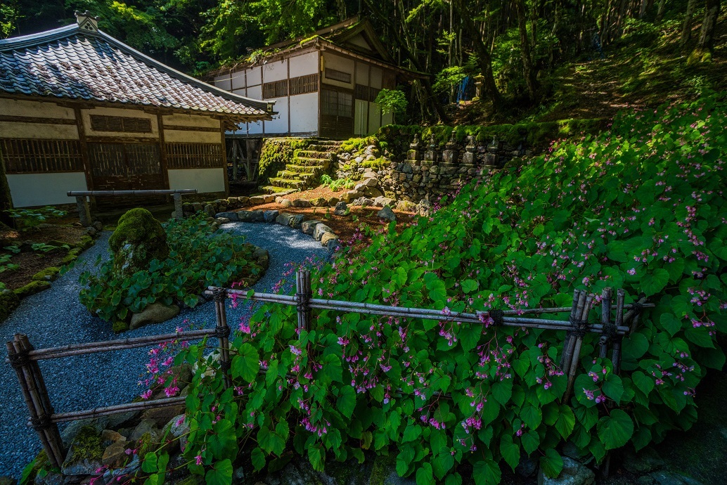 古知谷阿弥陀寺～秋海棠_e0363038_18000506.jpg