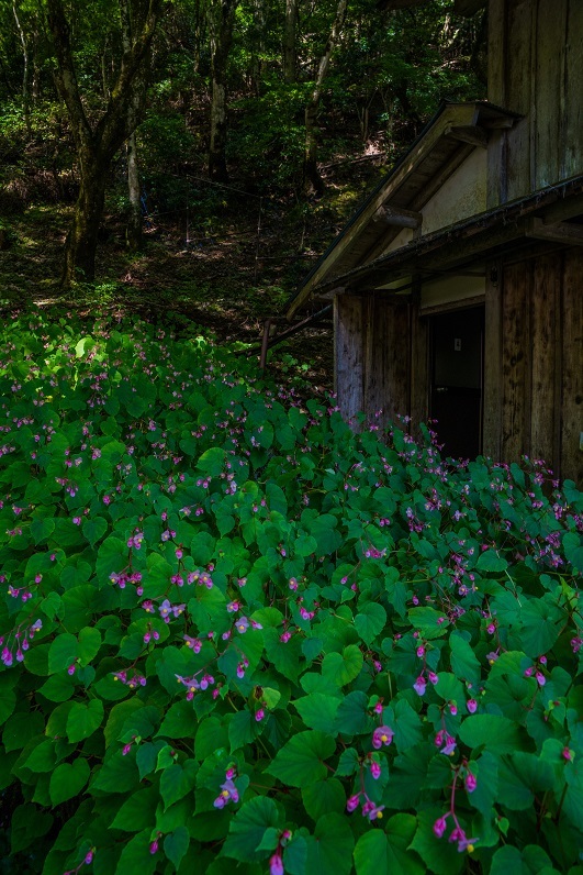 古知谷阿弥陀寺~秋海棠_e0363038_18001837.jpg