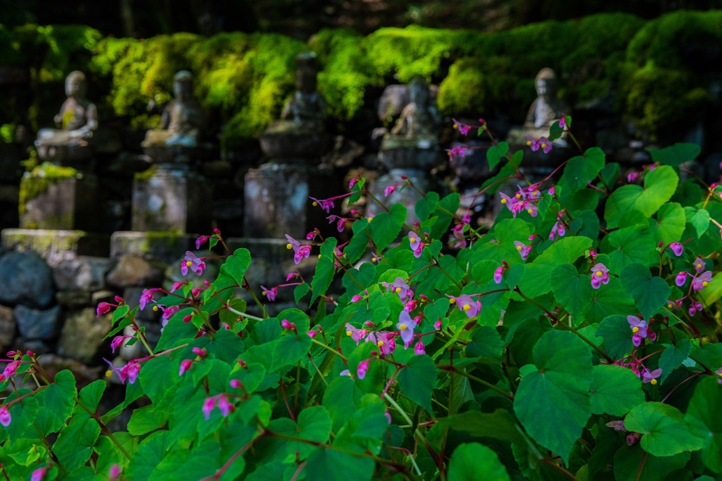 古知谷阿弥陀寺~秋海棠_e0363038_18002358.jpg
