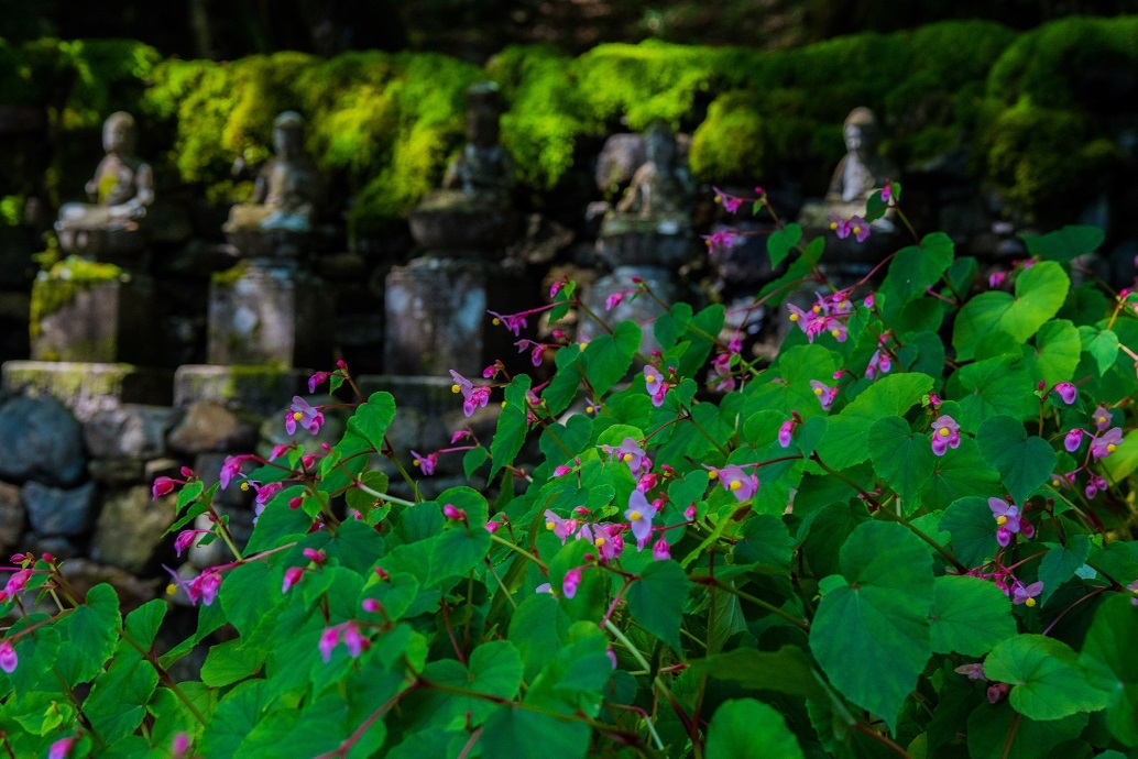 古知谷阿弥陀寺～秋海棠_e0363038_18002358.jpg