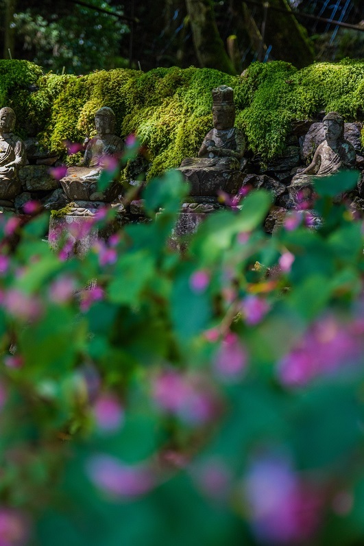 古知谷阿弥陀寺~秋海棠_e0363038_18002709.jpg