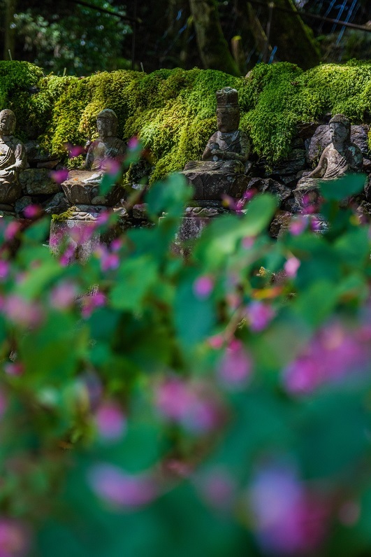 古知谷阿弥陀寺～秋海棠_e0363038_18002709.jpg