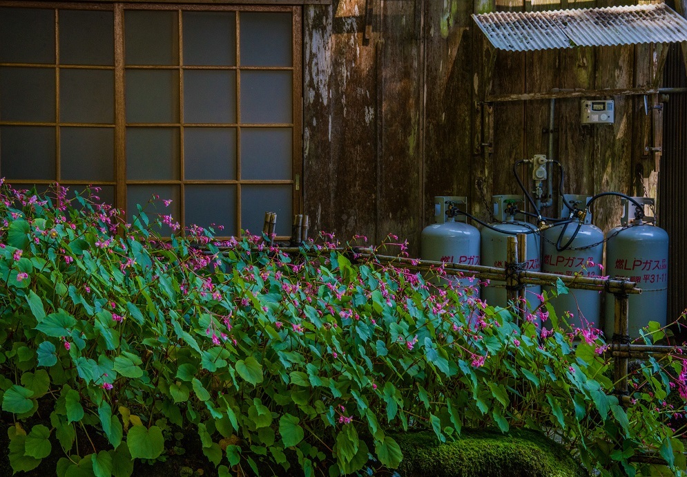 古知谷阿弥陀寺~秋海棠_e0363038_18003366.jpg