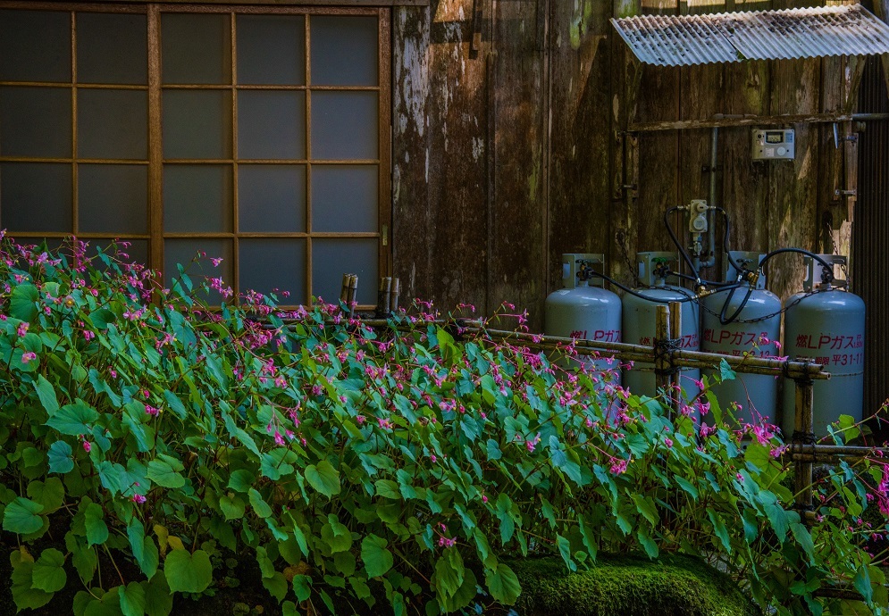 古知谷阿弥陀寺～秋海棠_e0363038_18003366.jpg