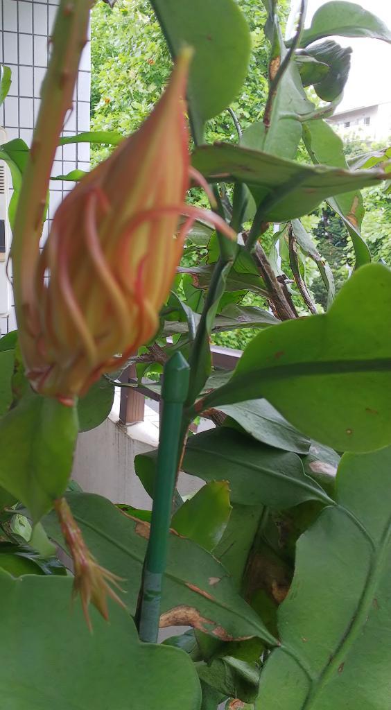 今日もはっきりしない天気です…_d0051146_14431622.jpg