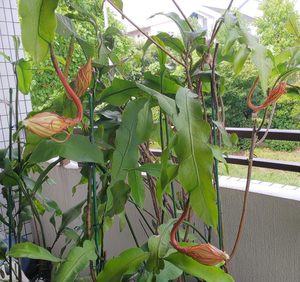 今日もはっきりしない天気です…_d0051146_14431625.jpg