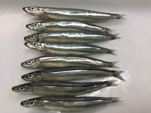 青色の縞模様を帯 きび 鹿児島弁 と見立て 小魚 なご で キビナゴなんて 洒落ています 鹿児島市の魚専門店 満田商店です