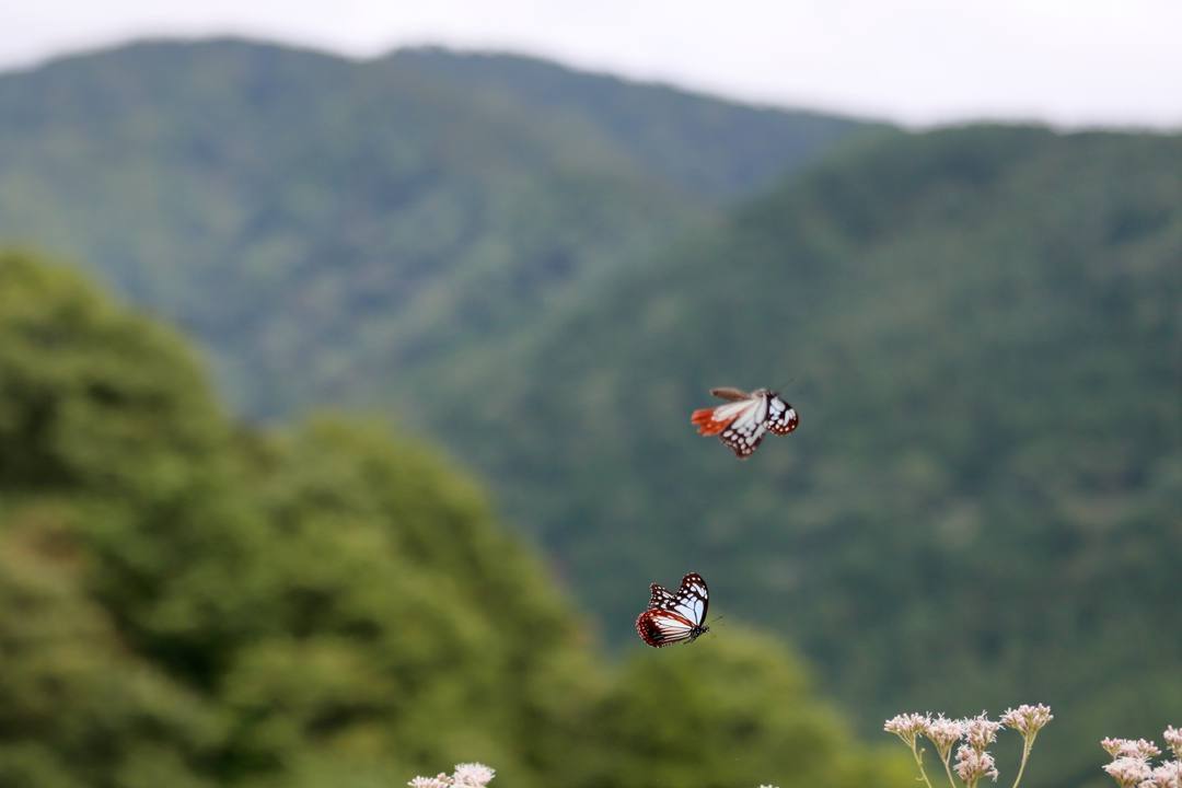 今日もアサギマダラ_e0403850_20310239.jpg