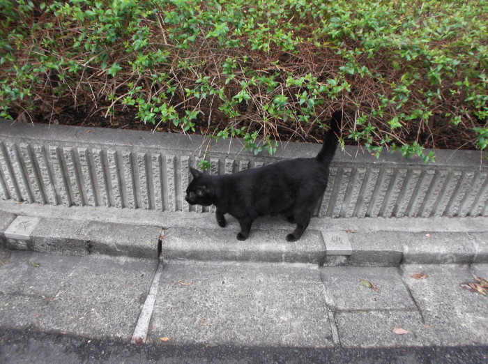 憲法便り ３６２０ 落合百景 七曲り坂上の黒猫 クロちゃん 岩田行雄の憲法便り 日刊憲法新聞