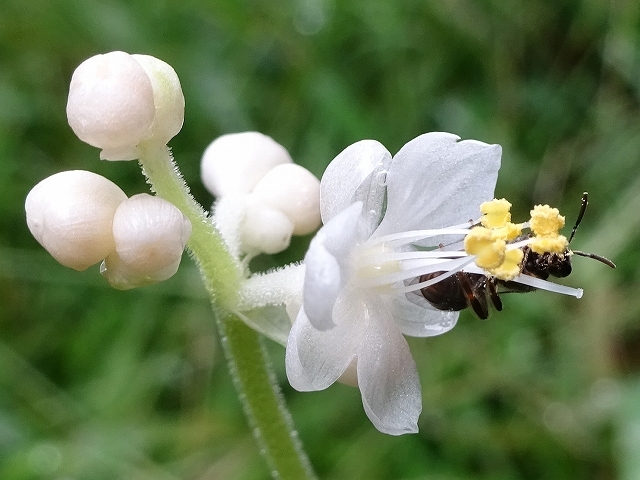 「ヤブミョウガ」の花が思い出せなかった_d0088184_22053127.jpg