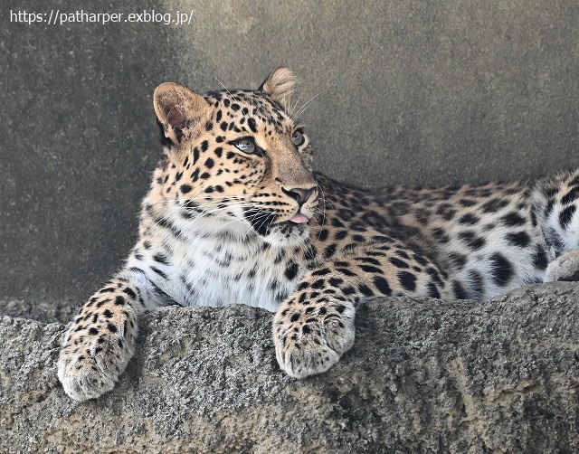 ２０２０年８月　王子動物園３　その２_a0052986_739326.jpg