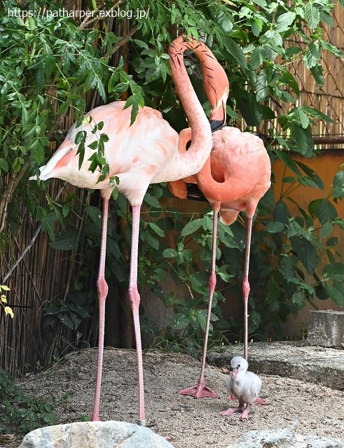 ２０２０年８月　王子動物園３　その２_a0052986_7444435.jpg