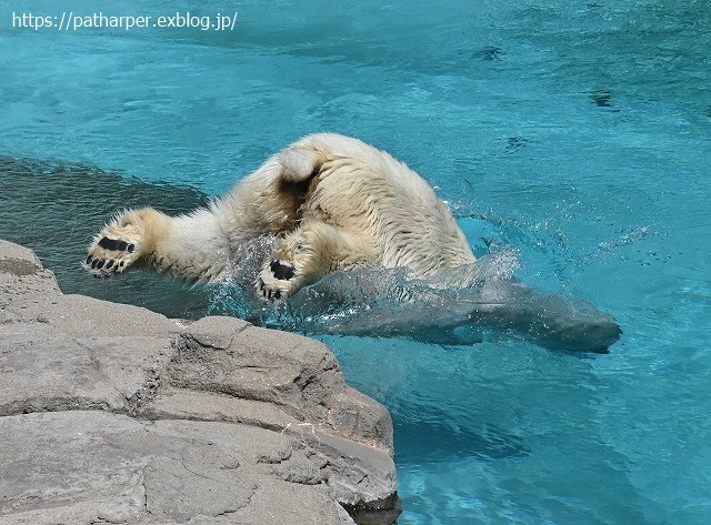 ２０２０年８月　王子動物園３　その２_a0052986_7502289.jpg