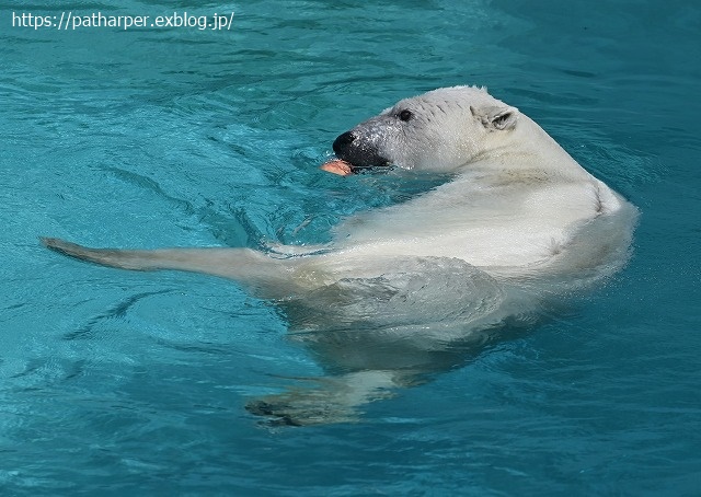 ２０２０年８月　王子動物園３　その２_a0052986_7512178.jpg