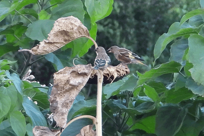 Restaurant　向日葵亭　＜河原鶸＞_e0248688_18413965.gif