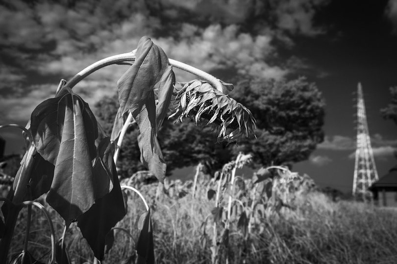 Rather Milder Infrared Photograph_b0403692_12094605.jpg