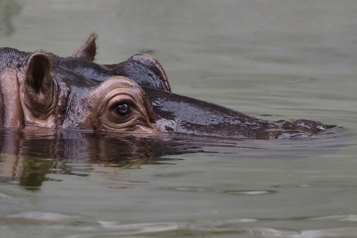 9/1 上野動物園 15カット_b0016600_09430835.jpeg