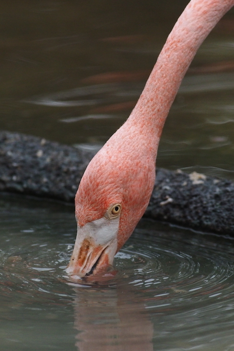 9/1 上野動物園 15カット_b0016600_09441053.jpg