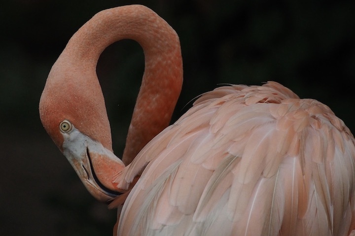 9/1 上野動物園 15カット_b0016600_09445618.jpeg
