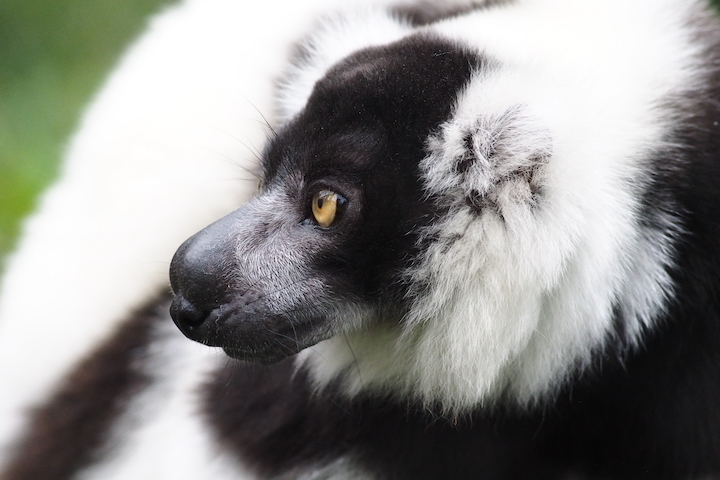 9/1 上野動物園 15カット_b0016600_09465755.jpg