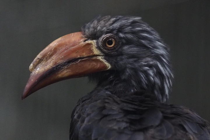9/1 上野動物園 15カット_b0016600_09473750.jpeg