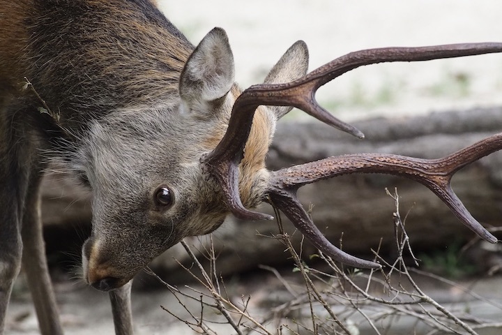 9/1 上野動物園 15カット_b0016600_09481604.jpeg