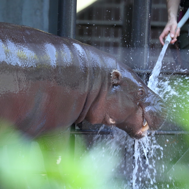 コビトカバ クロサイの ヘディング合戦と水浴び 上野動物園 旅プラスの日記