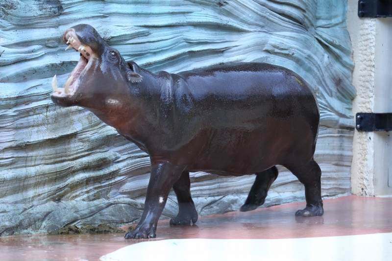 コビトカバ クロサイの ヘディング合戦と水浴び 上野動物園 旅プラスの日記