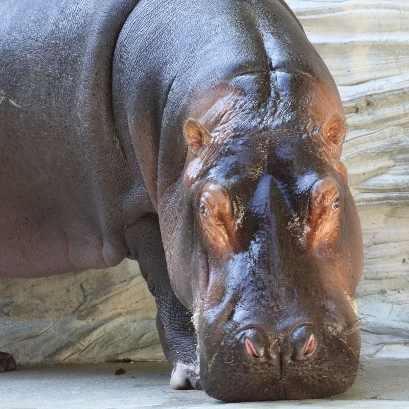 コビトカバ クロサイの ヘディング合戦と水浴び 上野動物園 旅プラスの日記