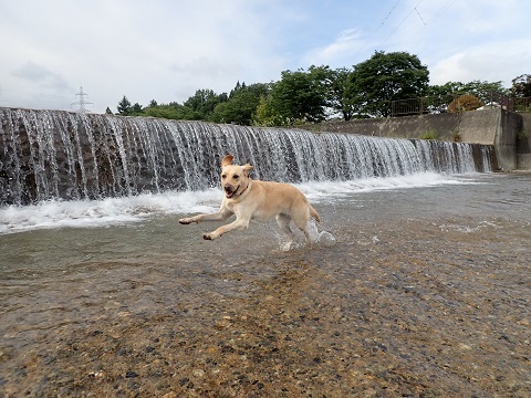 さよなら夏の日　ラブラドール編_c0182012_10400159.jpg