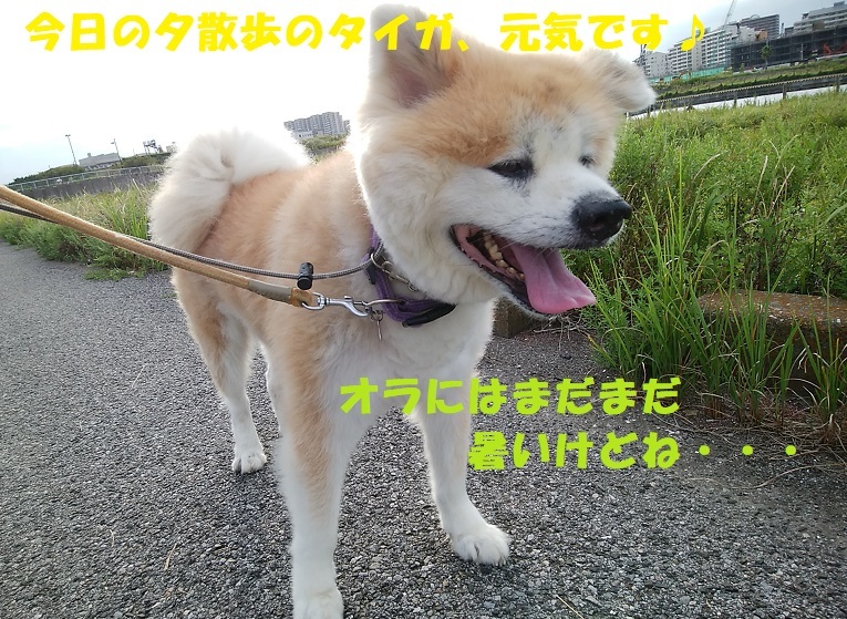 思いきった 笑 もももの部屋 怖がりで攻撃性の高い秋田犬のタイガ 老犬雑種のベスの共同生活 保護活動の記録です 時々お空のモカも登場 思いきった 笑 もももの部屋 怖がりで攻撃性の高い秋田犬のタイガ 老犬雑種のベスの共同生活 保護活動の記録です 時々お空のモカも登場