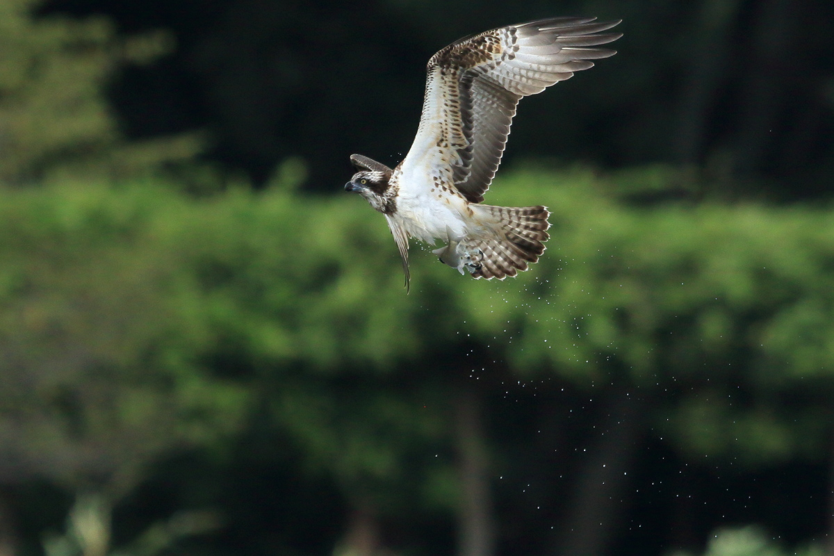 ミサゴ 今季初撮り ②水滴を振りまきながら_f0369315_15152043.jpg