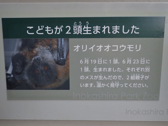 オリイオオコウモリの赤ちゃん 井の頭自然文化園 続々 動物園ありマス