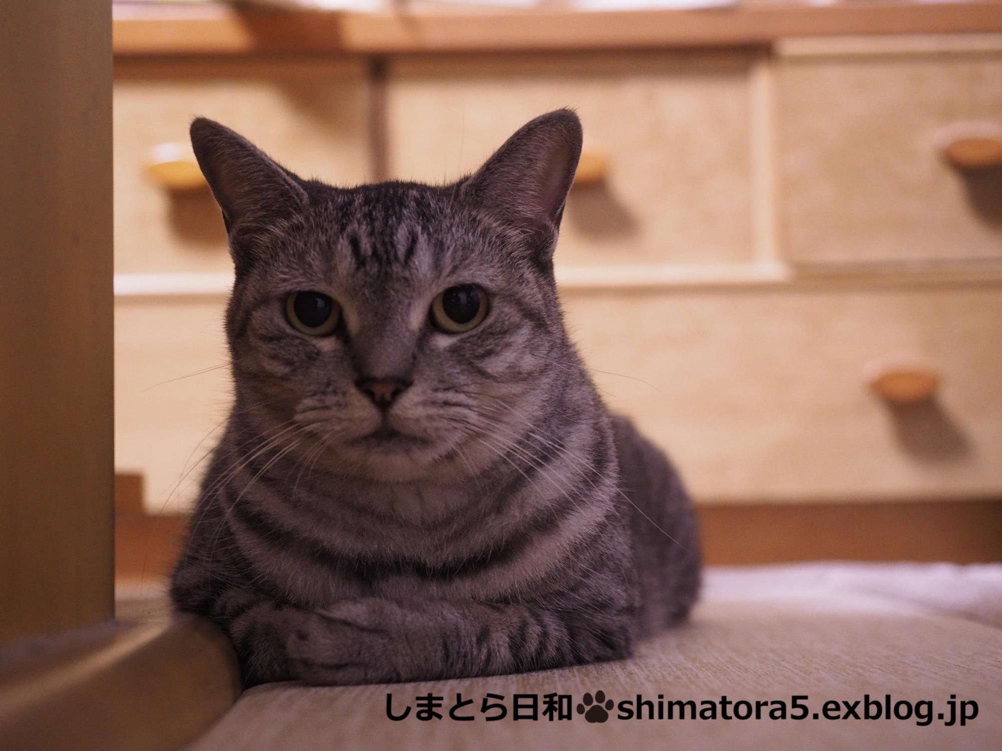 察しがいい しまとら日和