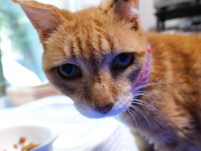 猫撮りLUMIX S5  ISO40000の世界　高感度番長_f0050534_18451630.jpg