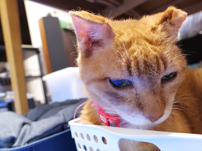 猫撮りLUMIX S5  ISO40000の世界　高感度番長_f0050534_18455320.jpg
