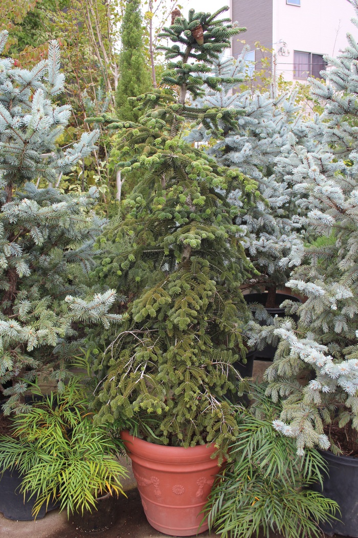 abies numidica glauca　接ぎ木苗 abies numidica glauca 接ぎ木苗 Abies numidica 'Glauca' - Shoot