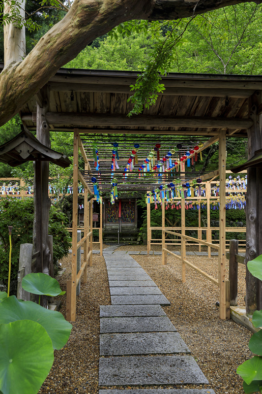 風鈴まつり2020（宇治田原・正壽院）_f0155048_2223296.jpg