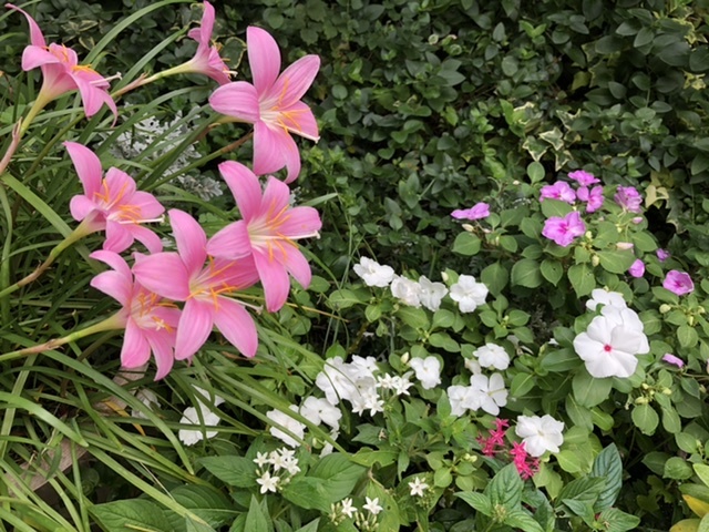 六花亭のお菓子と花徒然 お散歩アルバム 今のうちに