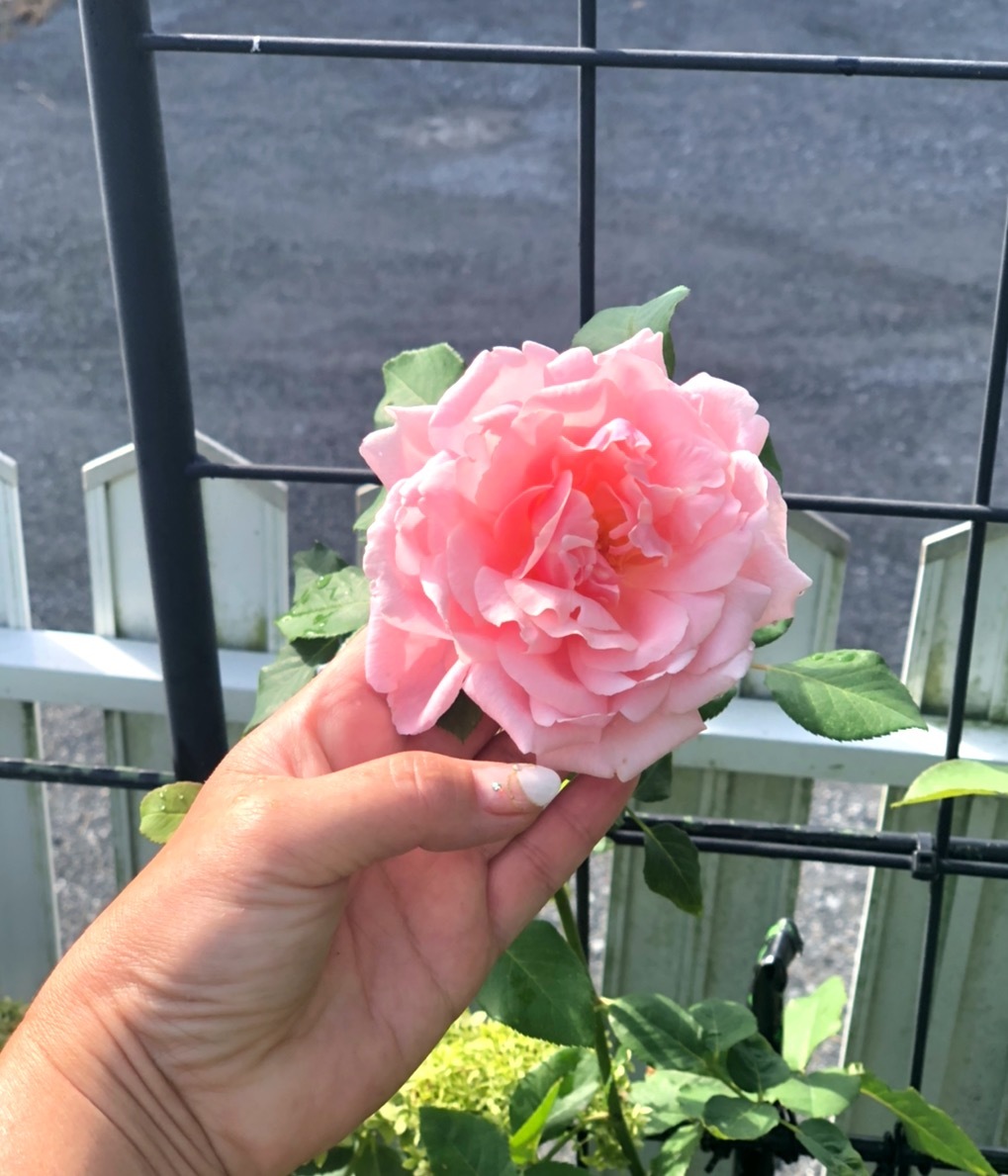 夏剪定後の裏切りのバラ と 恥ずかしがり屋のソフィーロシャス 薪割りマコのバラの庭 夏剪定後の裏切りのバラ と 恥ずかしがり屋のソフィーロシャス 薪割りマコのバラの庭